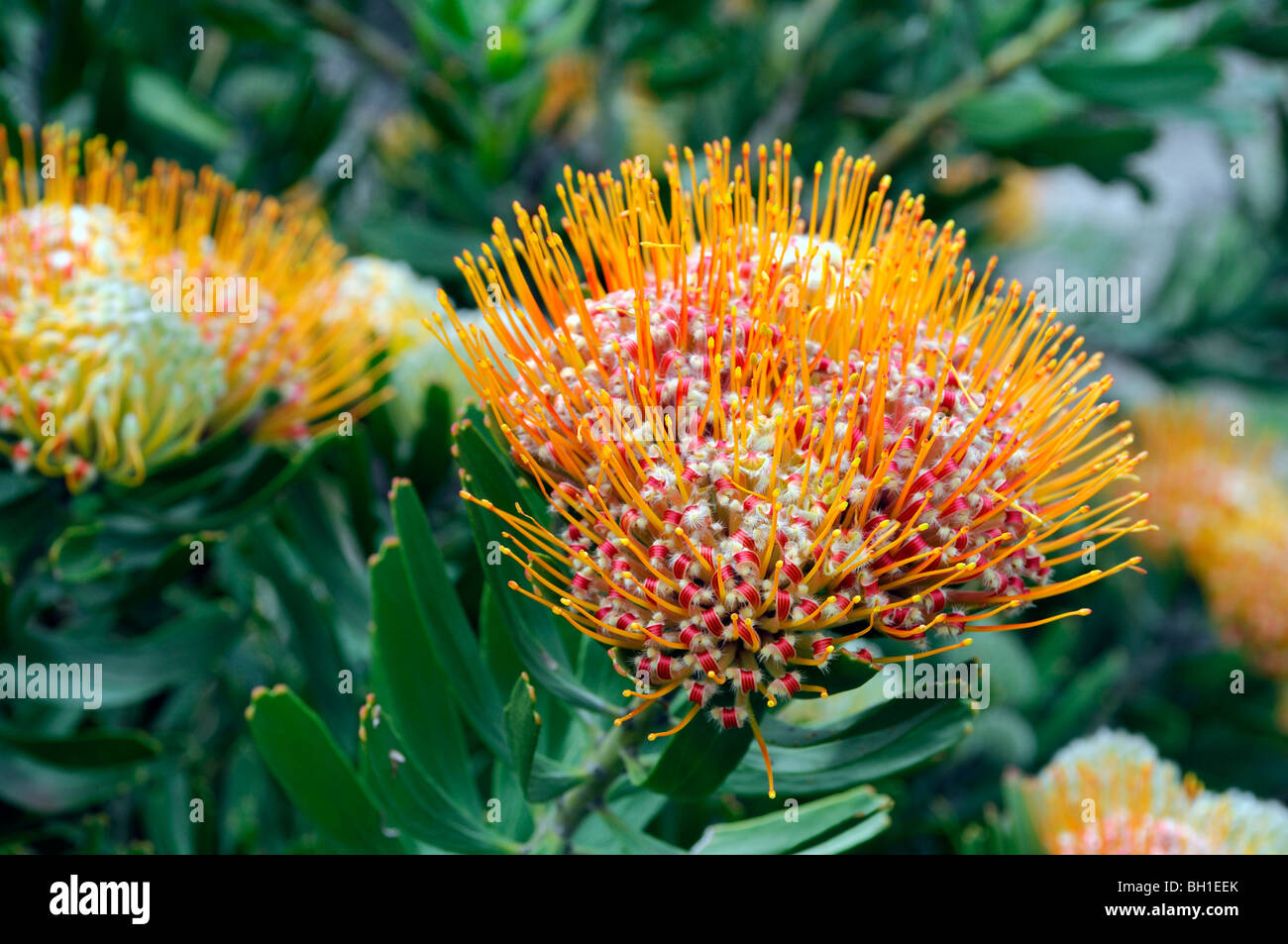 Flowering Pincushion Protea Leucospermum erubescens western cape spring