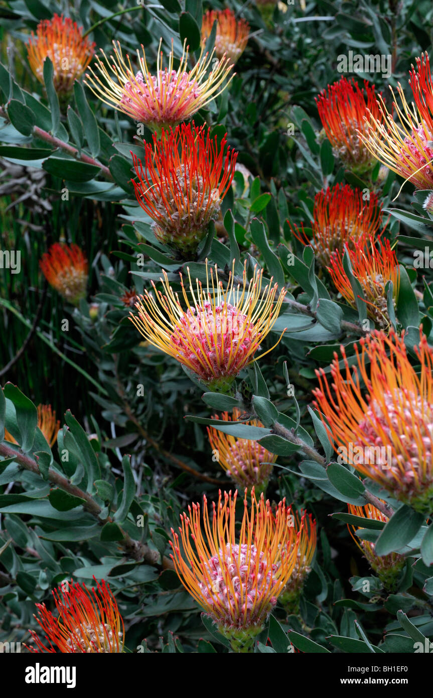 Flowering Pincushion Protea Leucospermum hybrid orange western cape