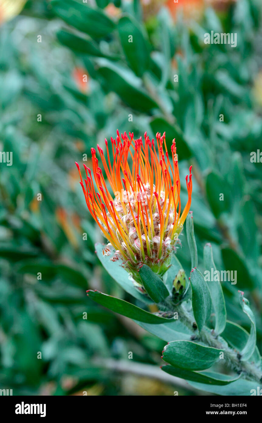 Flowering Pincushion Protea Leucospermum hybrid western cape spring