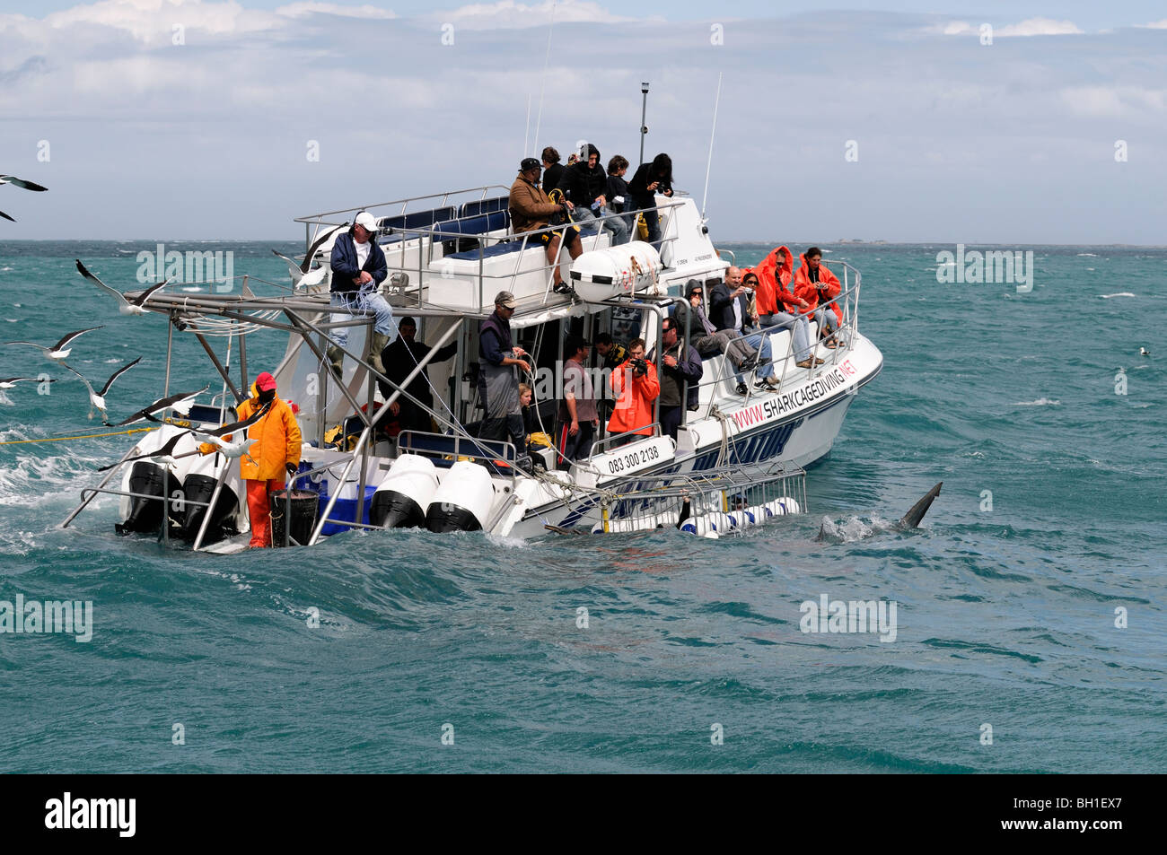 shark cage diving off near dyer island western cape south africa Stock Photo