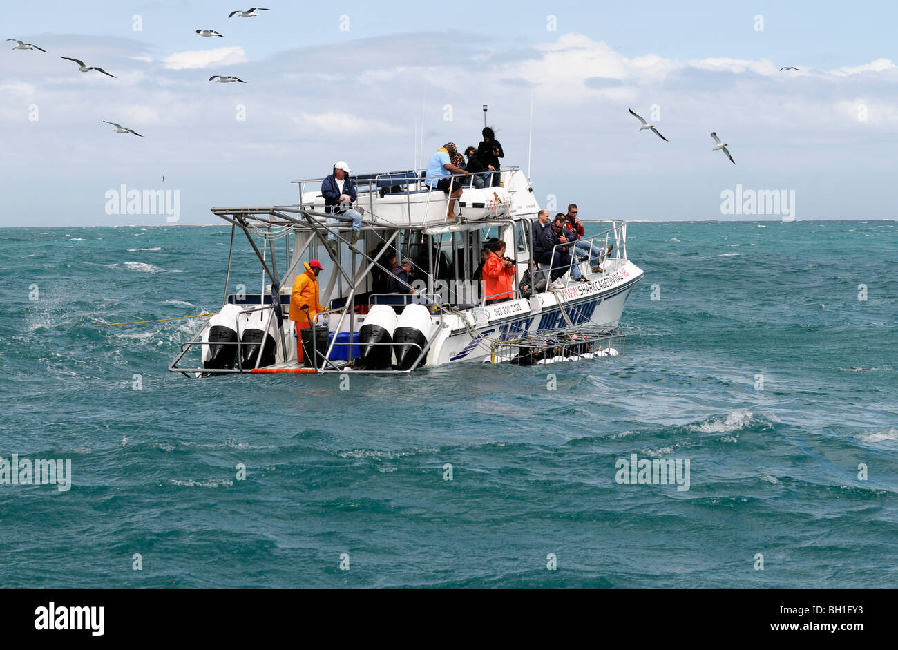 shark cage diving off near dyer island western cape south africa Stock Photo
