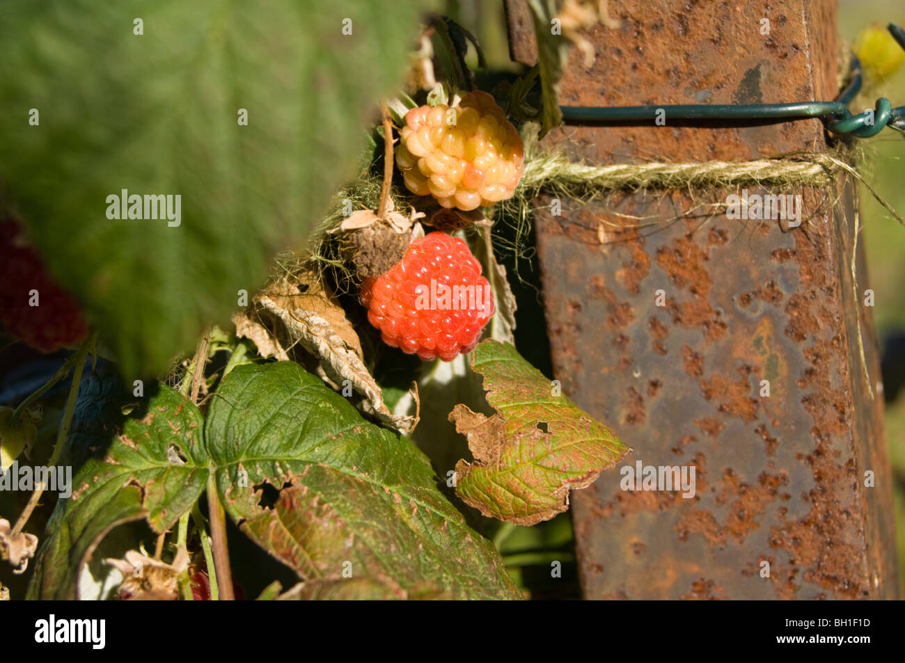 Jpeg Raspberry Hedge Hedgerow harvest” leaflet hi-res stock photography and images - Alamy
