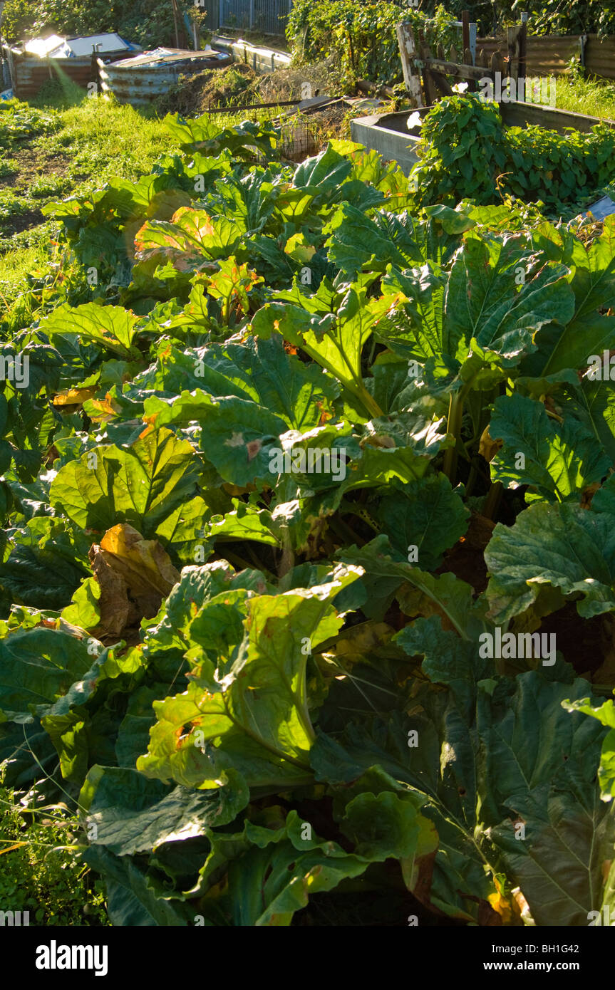 Rhubarb (Rheum rhabarbarum) growing on an allotment plot Stock Photo