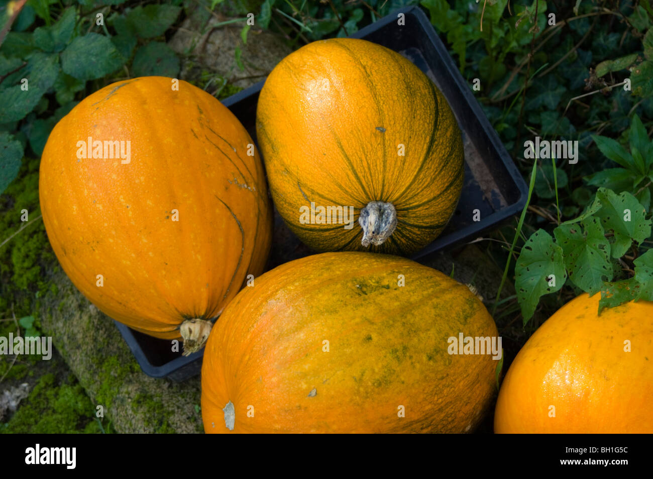 Selection of freshly picked pumpkins (Cucurbita maxima) hardening off on an allotment plot Stock Photo