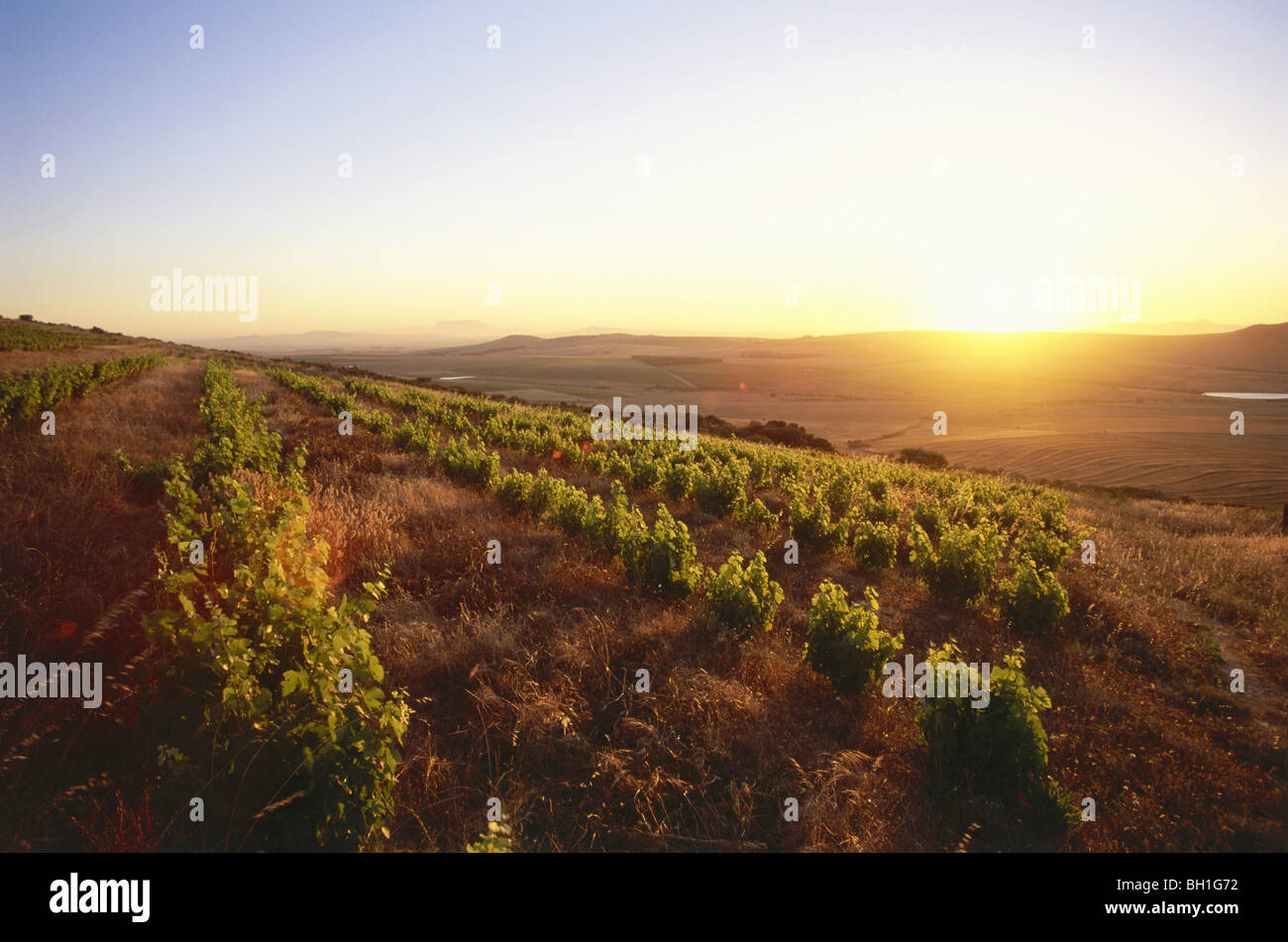 The observatory wine cellar hires stock photography and images Alamy