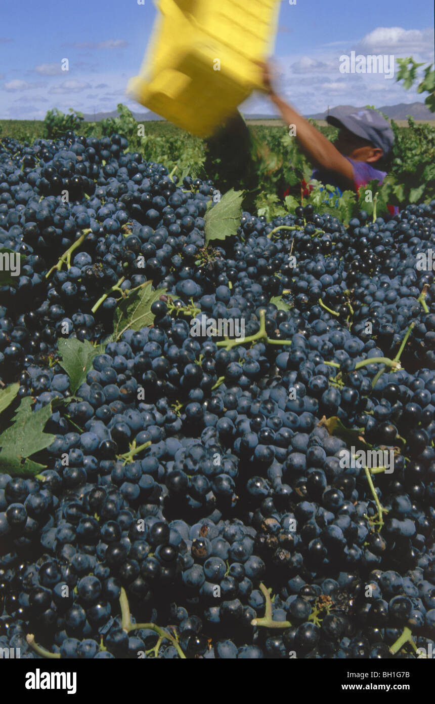 Harvest impression, Merlot grapes in a vineyard around Helderberg belonging to Flagstone winery, Helderberg, Western Cape, South Stock Photo