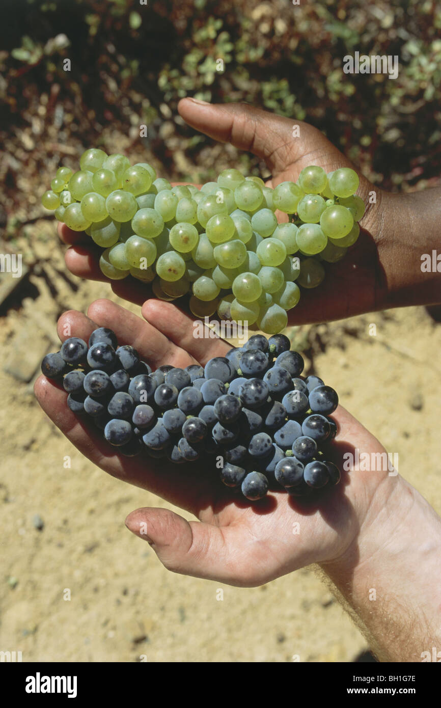 Black hand holding Chardonnay, white hand holding Pinot Noir grapes, Bouchyard Finlayson Estate, Walker Bay, Western Cape, South Stock Photo
