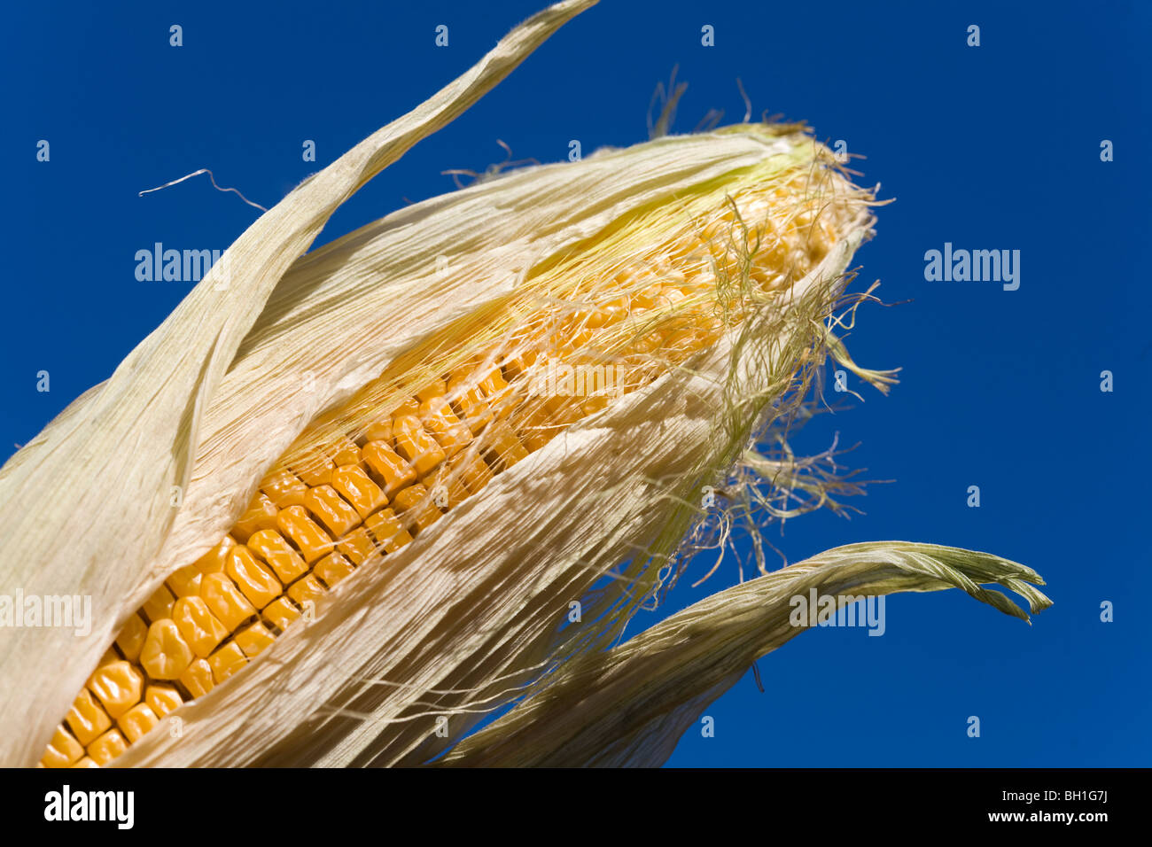 Maize Zea mays Corn Gras Stock Photo