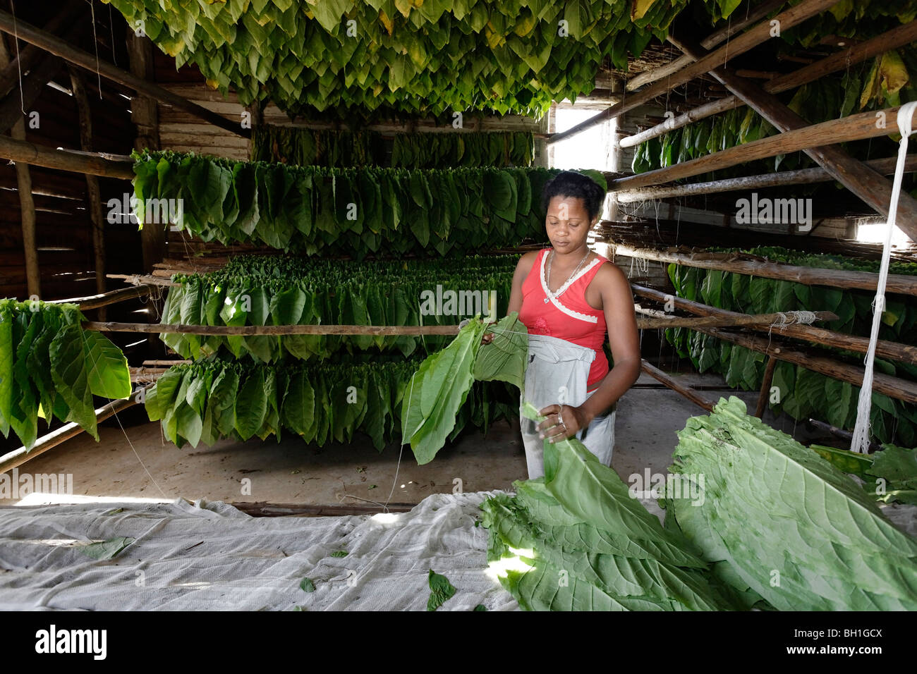 tobacco sorting 4: & Grading Sorting tobacco hi-res stock photography