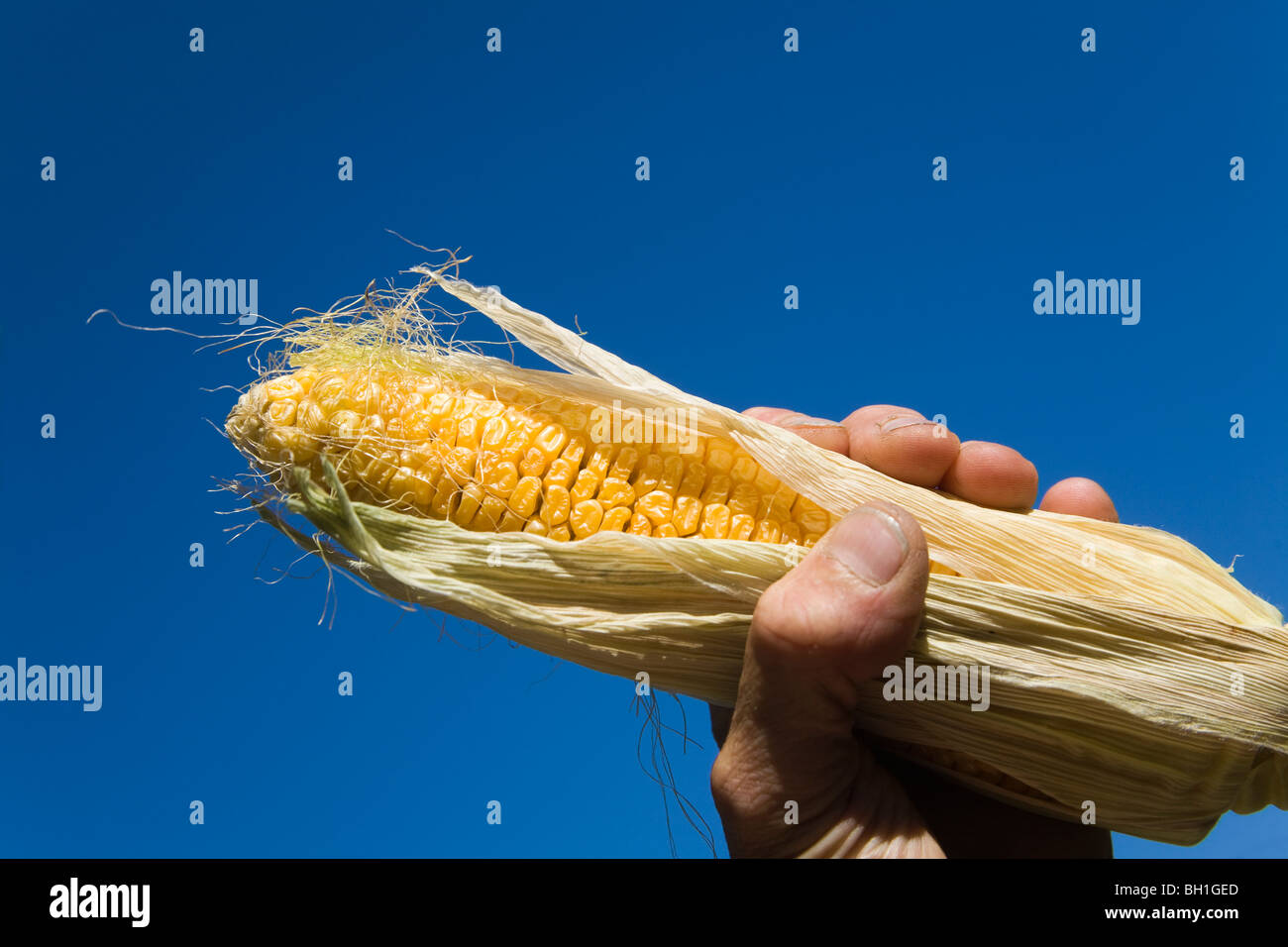 Maize Zea mays Corn Gras Stock Photo