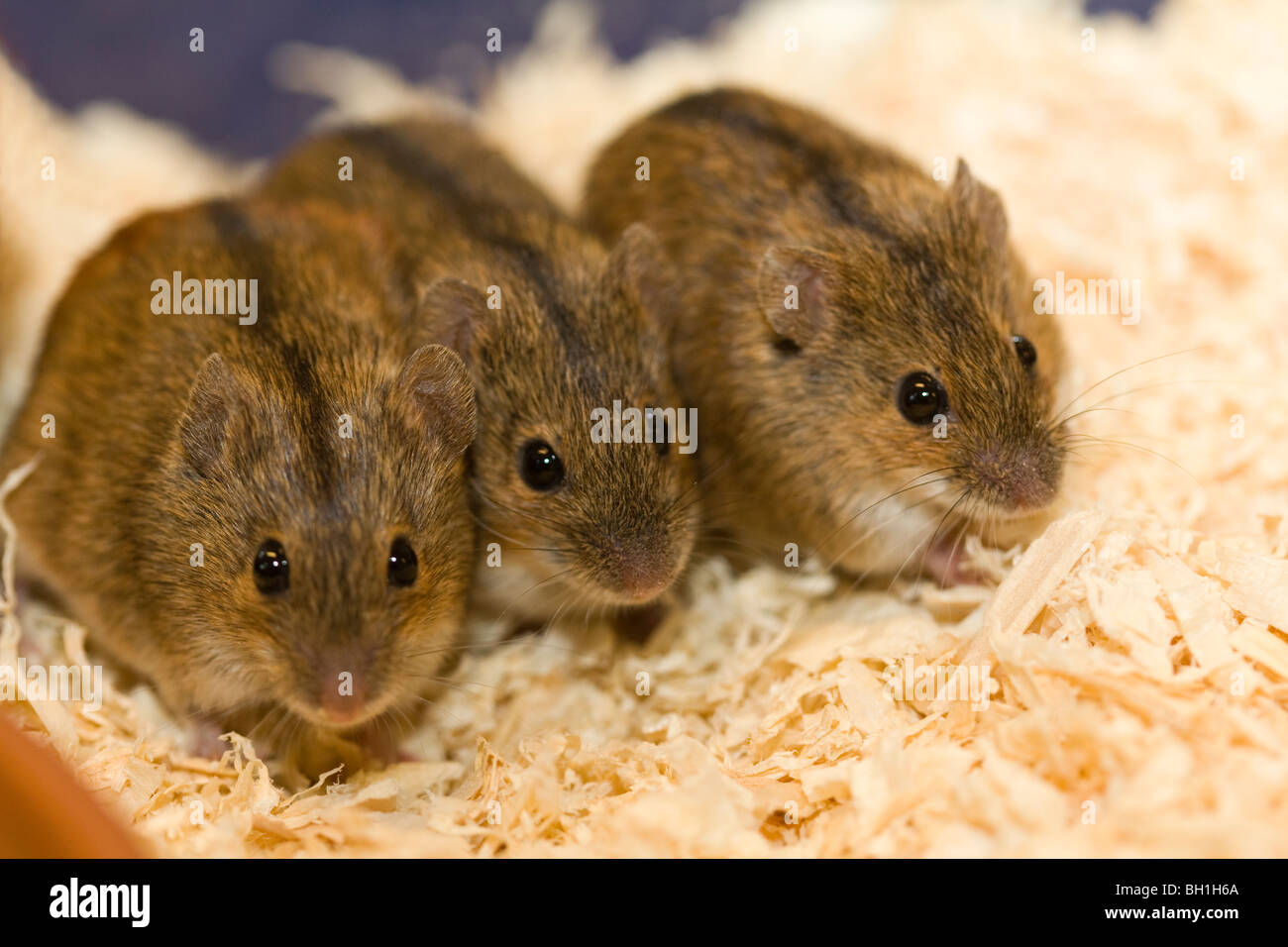 Striped Field Mouse Apodemus agrarius; Brandmus; Däggdjur; Mammals; Striped Field-Mouse Stock Photo
