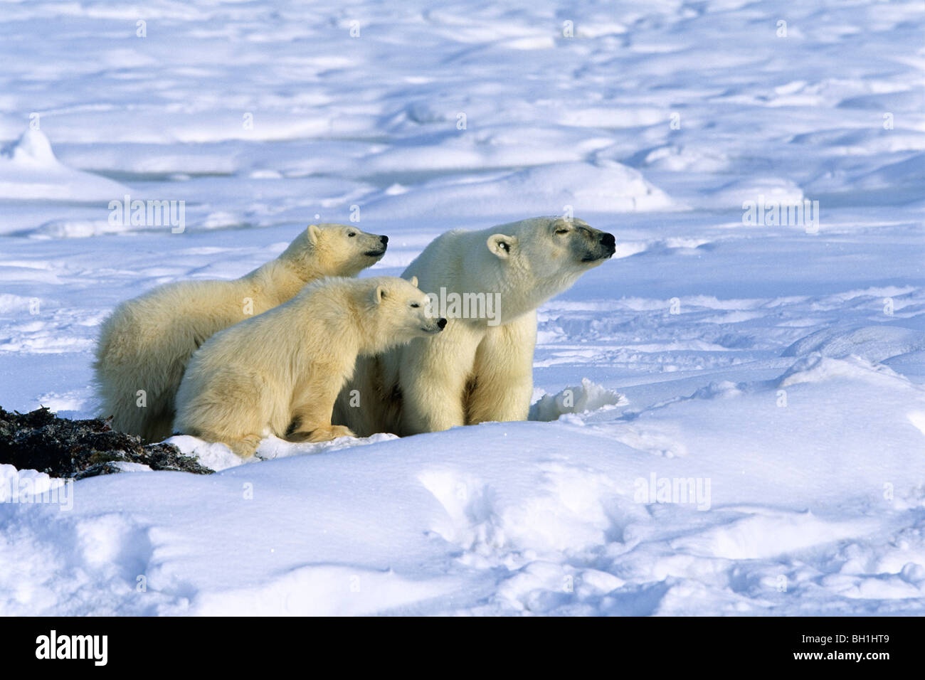 Polar Bear with cubs, Ursus maritimus, Churchill, Canada Stock Photo