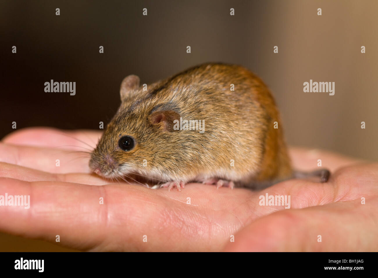 Apodemus agrarius; Brandmus; Däggdjur; Mammals; Striped FieldMouse