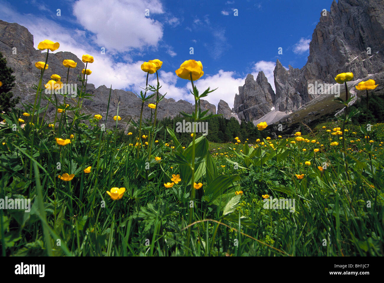 Meadow full of globe flowers, Rosengarten Group, Dolomites, South Tyrol, Italy Stock Photo