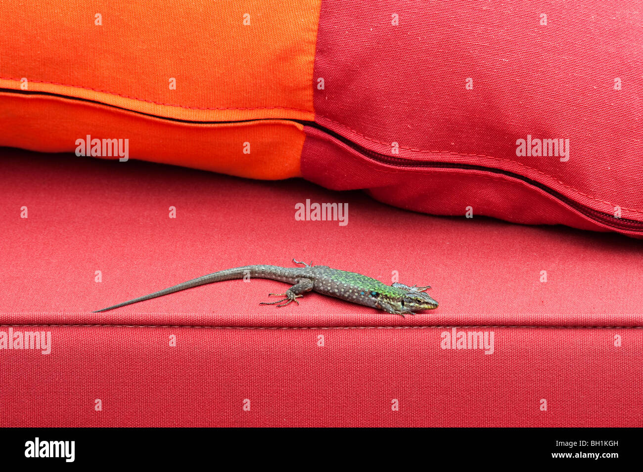 Italian lizard hires stock photography and images Alamy