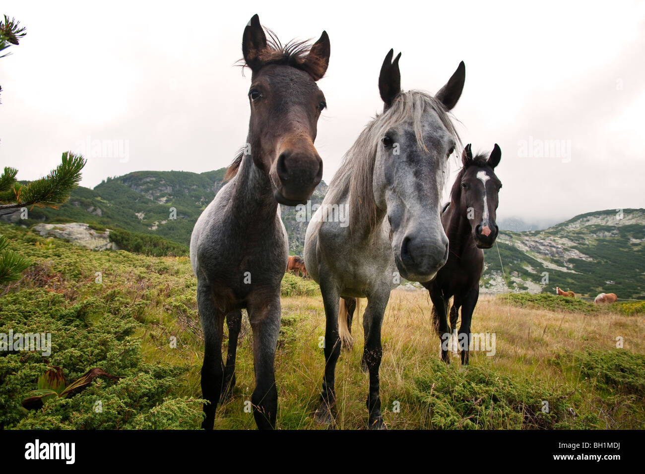 wild ponies at 7 lakes Rila, Bulgaria Stock Photo