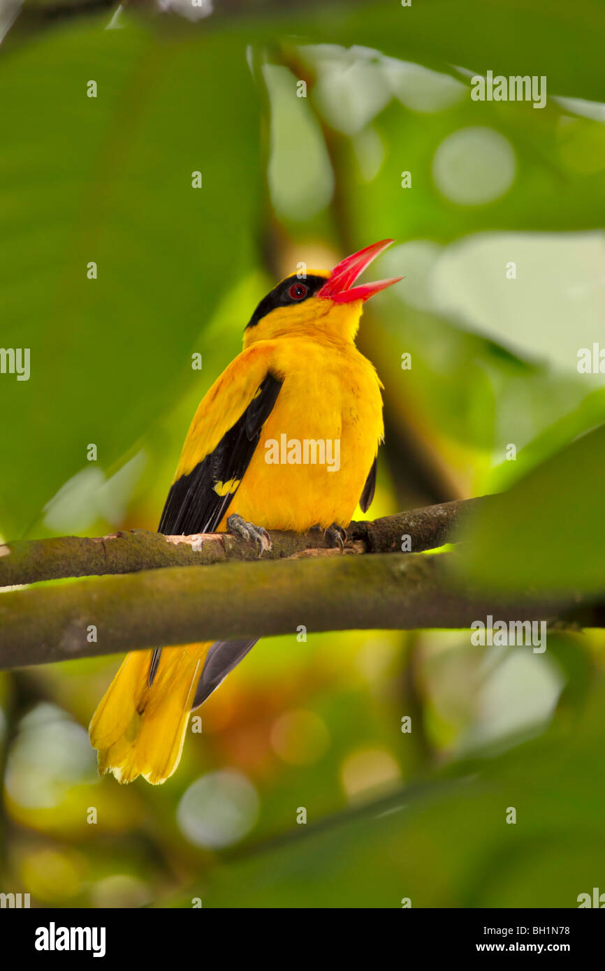 Black-naped oriole, Oriolus chinensis Stock Photo