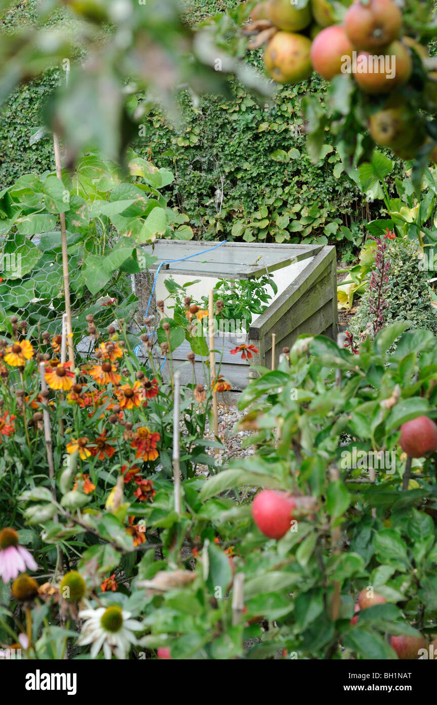 View of early Autumn garden with focus on coldframe containing basil, Norfolk, UK, September Stock Photo