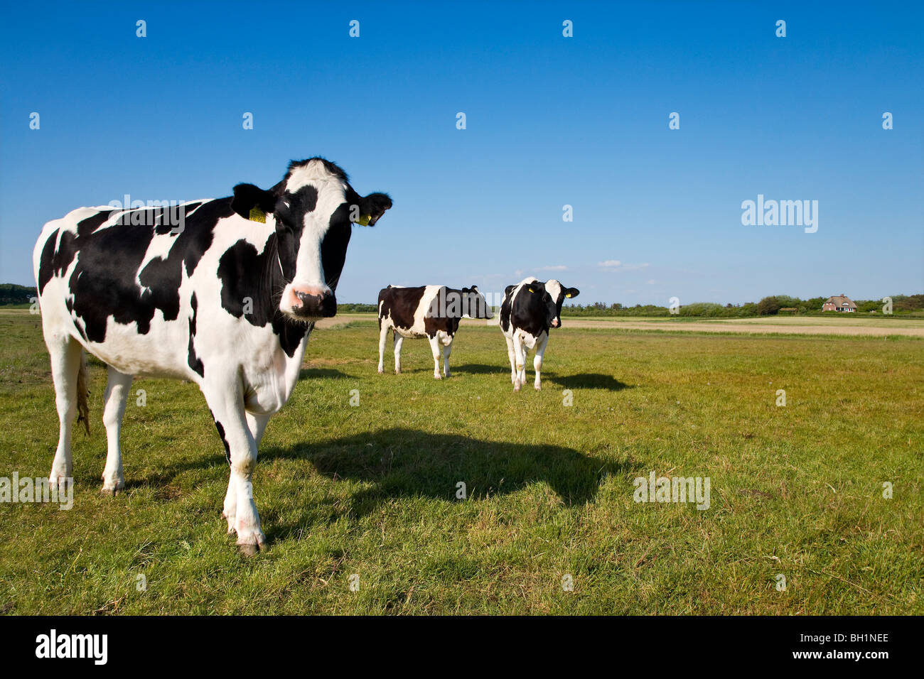 Cows, Foehr Island, North Frisian Islands, Schleswig-Holstein, Germany Stock Photo