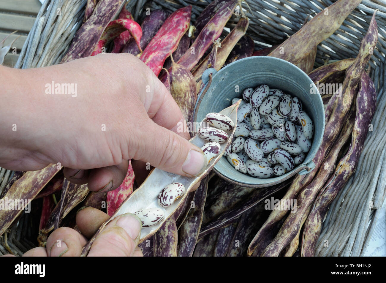 Borlotti beans, 'solista' beans being removed by gardener in preparation for winter storage, Norfolk, UK, October Stock Photo