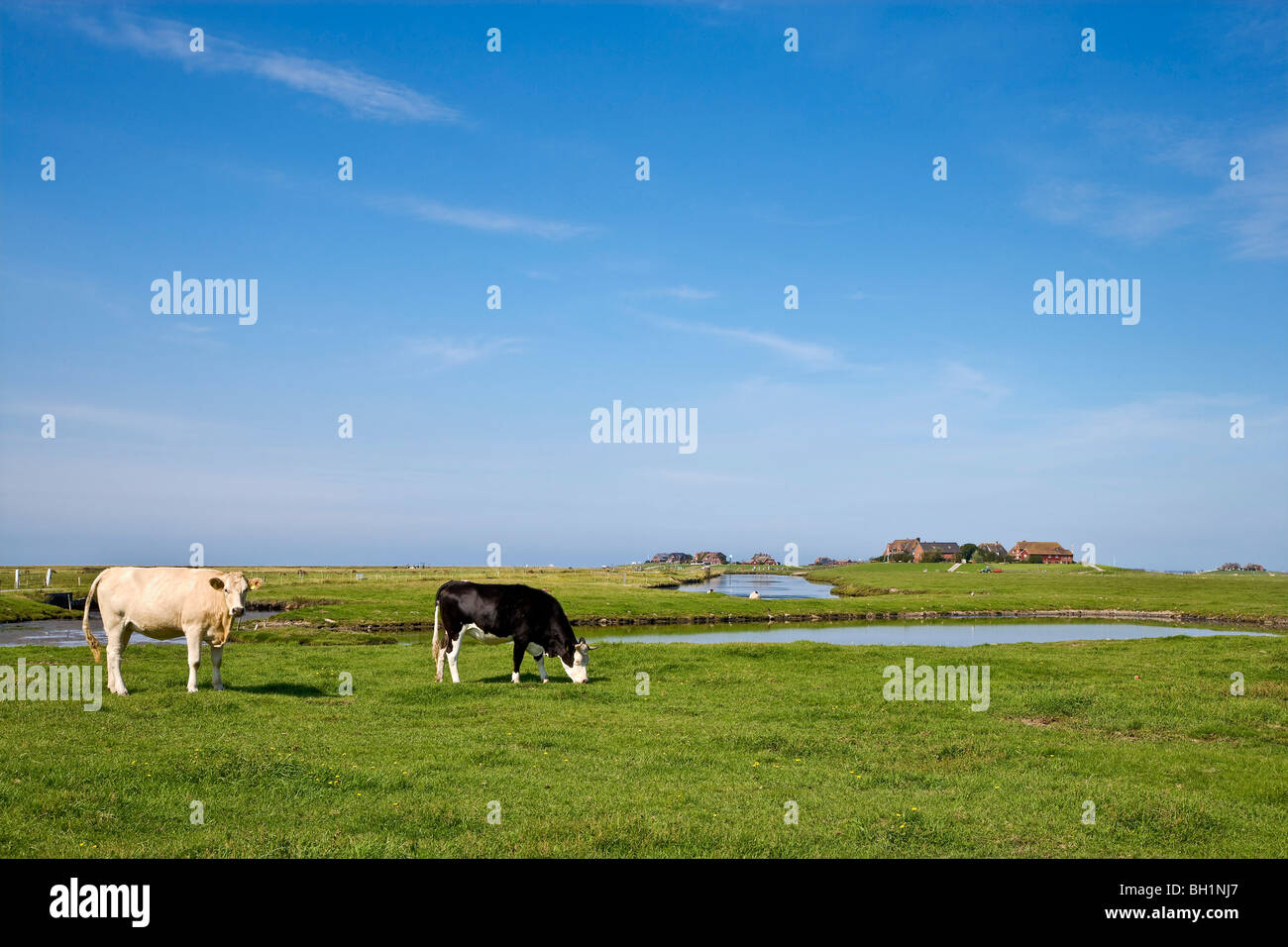 Cows, Hallig Hooge, North Frisian Islands, Schleswig-Holstein, Germany Stock Photo