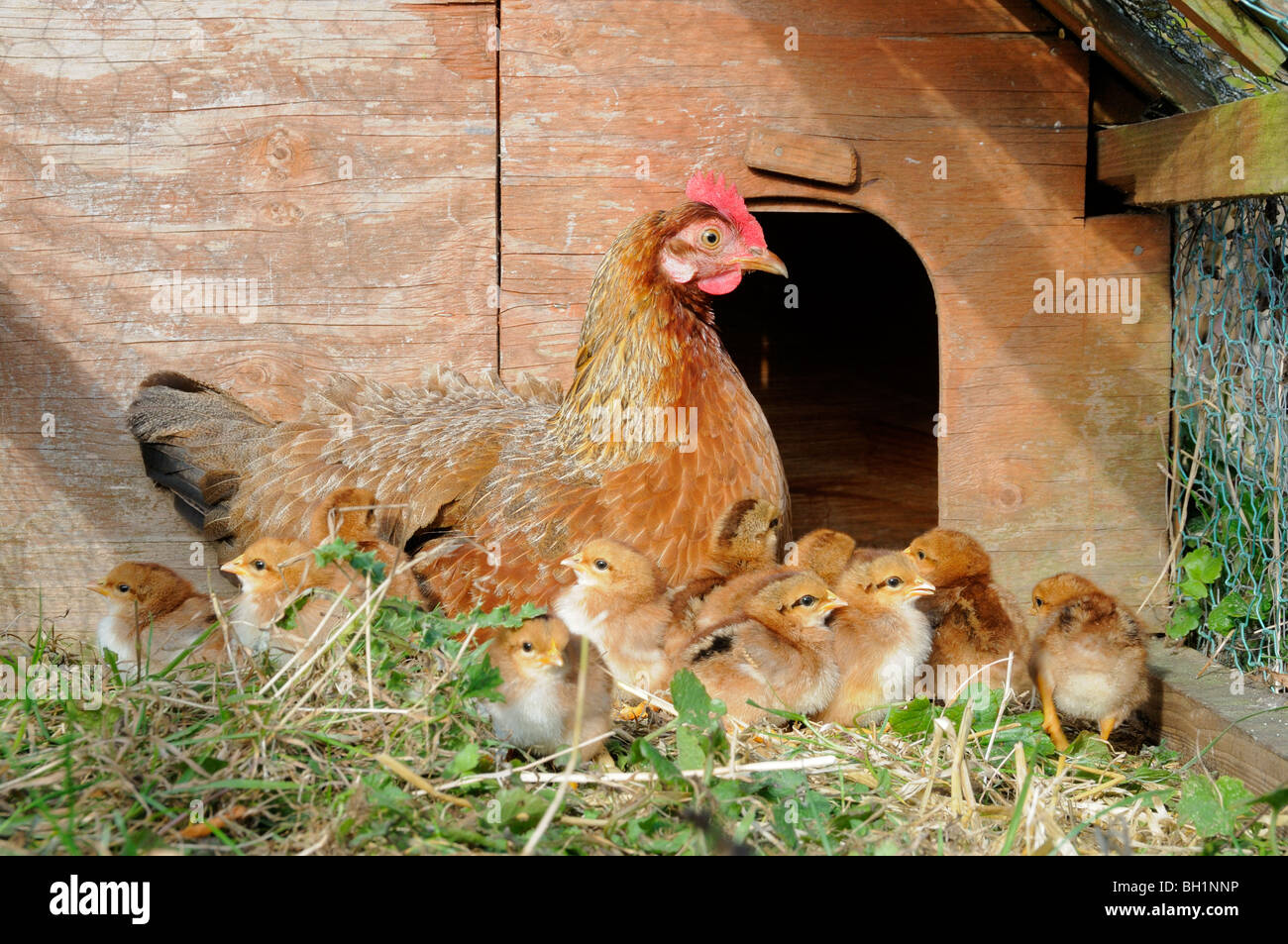 Domestic Chickens, welsummer bantam hen with chicks in garden coop, Norfolk, Uk October Stock Photo