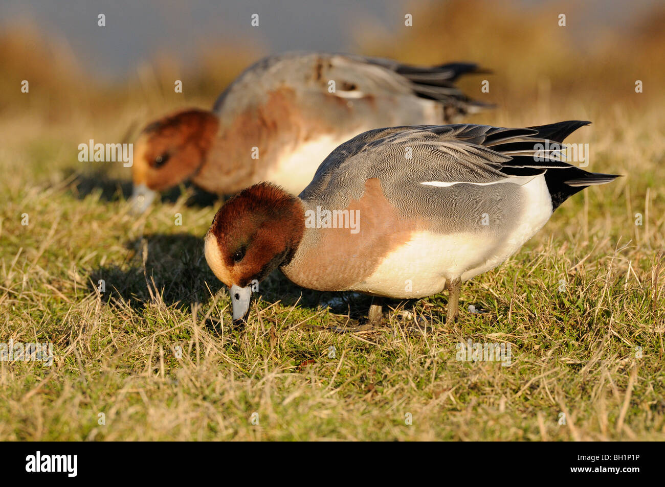Wigeon, anas penelope, male bird feeding on grass, Norfolk, UK, December, Stock Photo