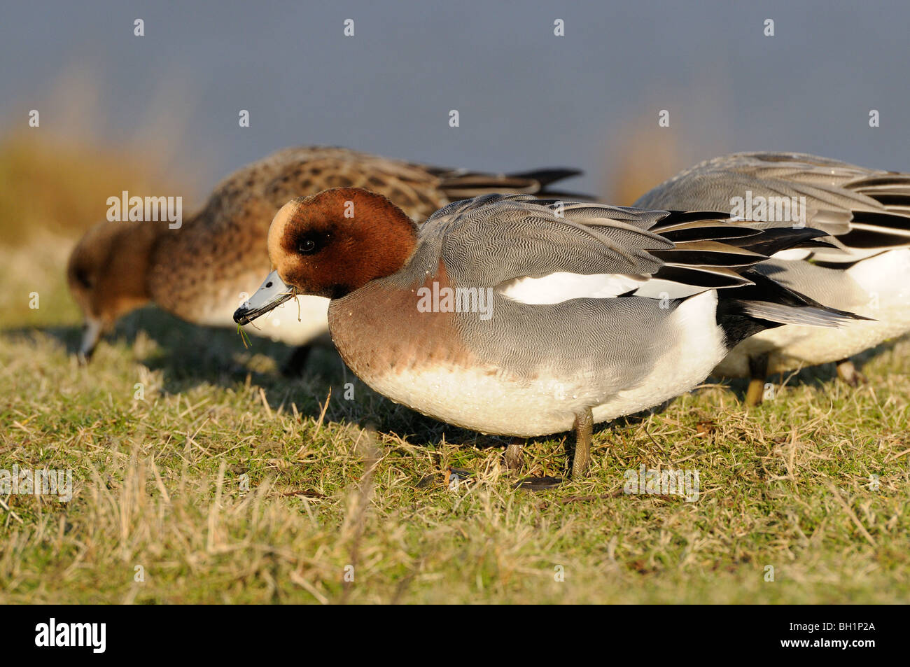 Wigeon, anas penelope, male bird feeding on grass, Norfolk, UK, December, Stock Photo