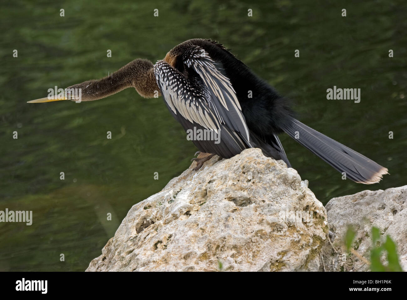 Anhinga - Anhinga anhinga Stock Photo - Alamy