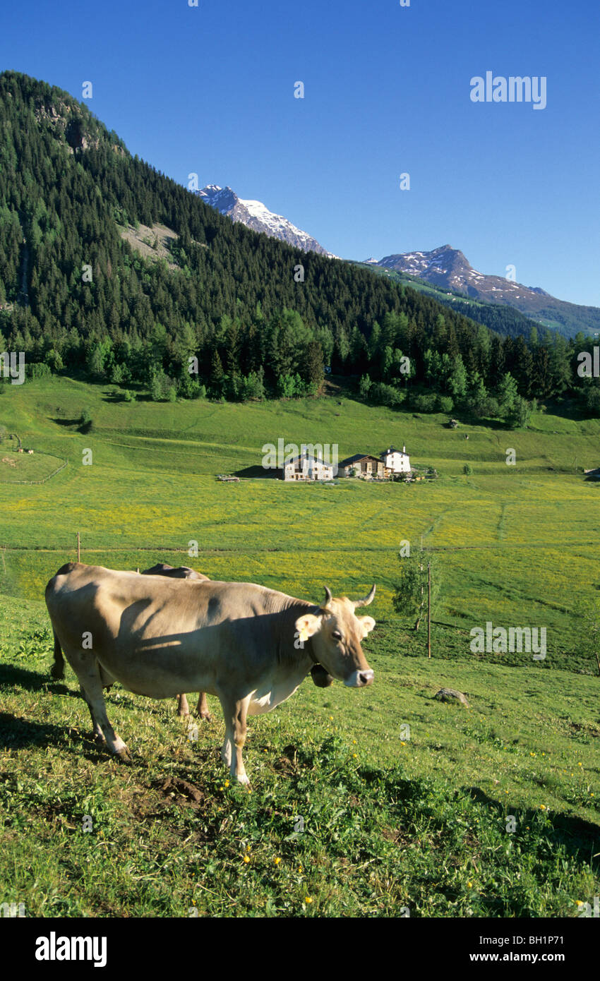 Cow on meadow with farmhouses in background, Selva, Bernina range, Bernina, Puschlav, Grisons, Switzerland Stock Photo