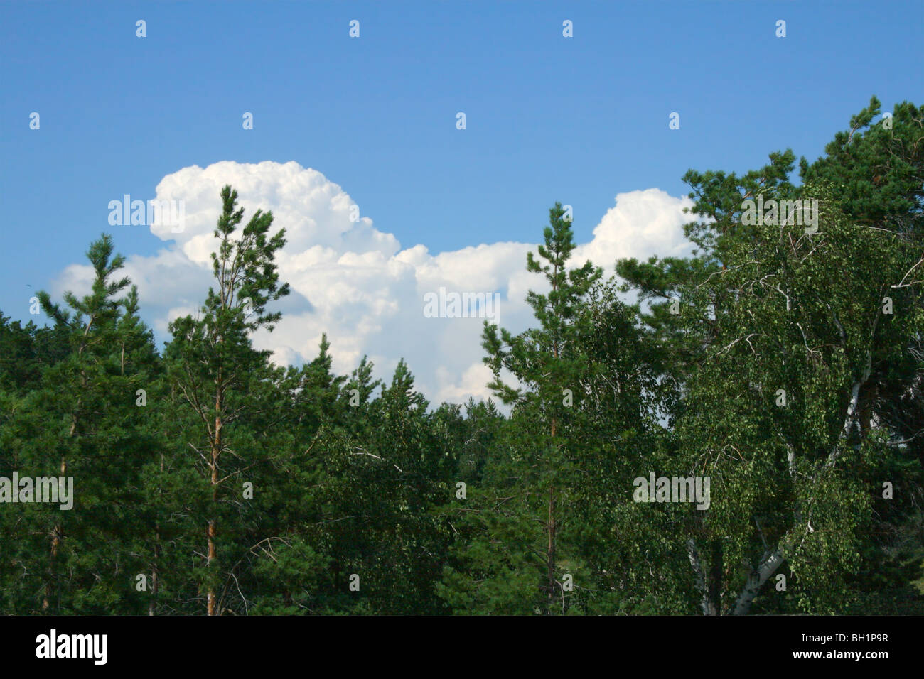 Landscape with pines and clouds on blue sky Stock Photo - Alamy