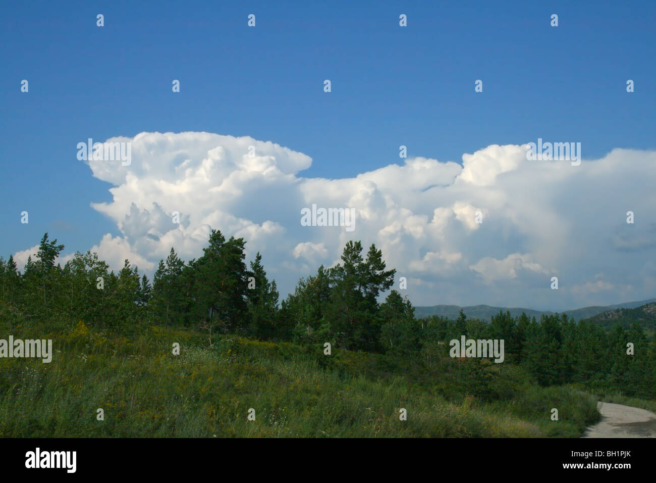 Landscape with pines and clouds on blue sky Stock Photo - Alamy
