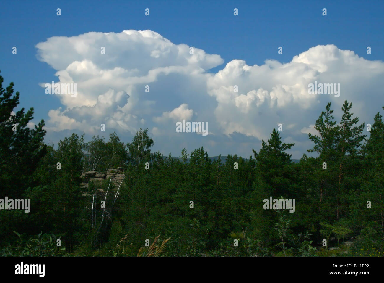 Landscape with pines and clouds on blue sky Stock Photo - Alamy