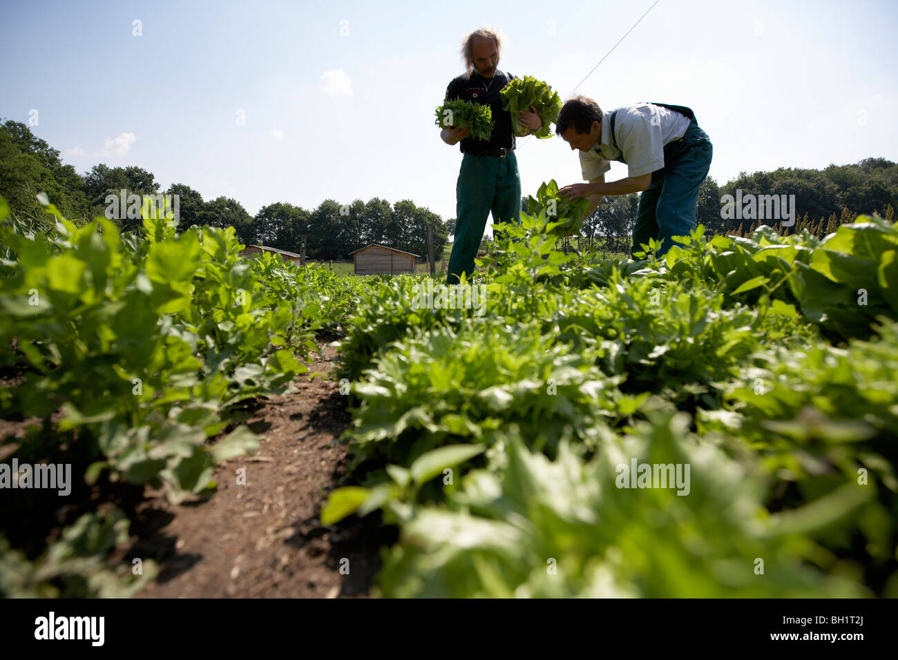 Farmers harvesting lettuce, biological dynamic (bio-dynamic) farming, Demeter, Lower Saxony, Germany Stock Photo
