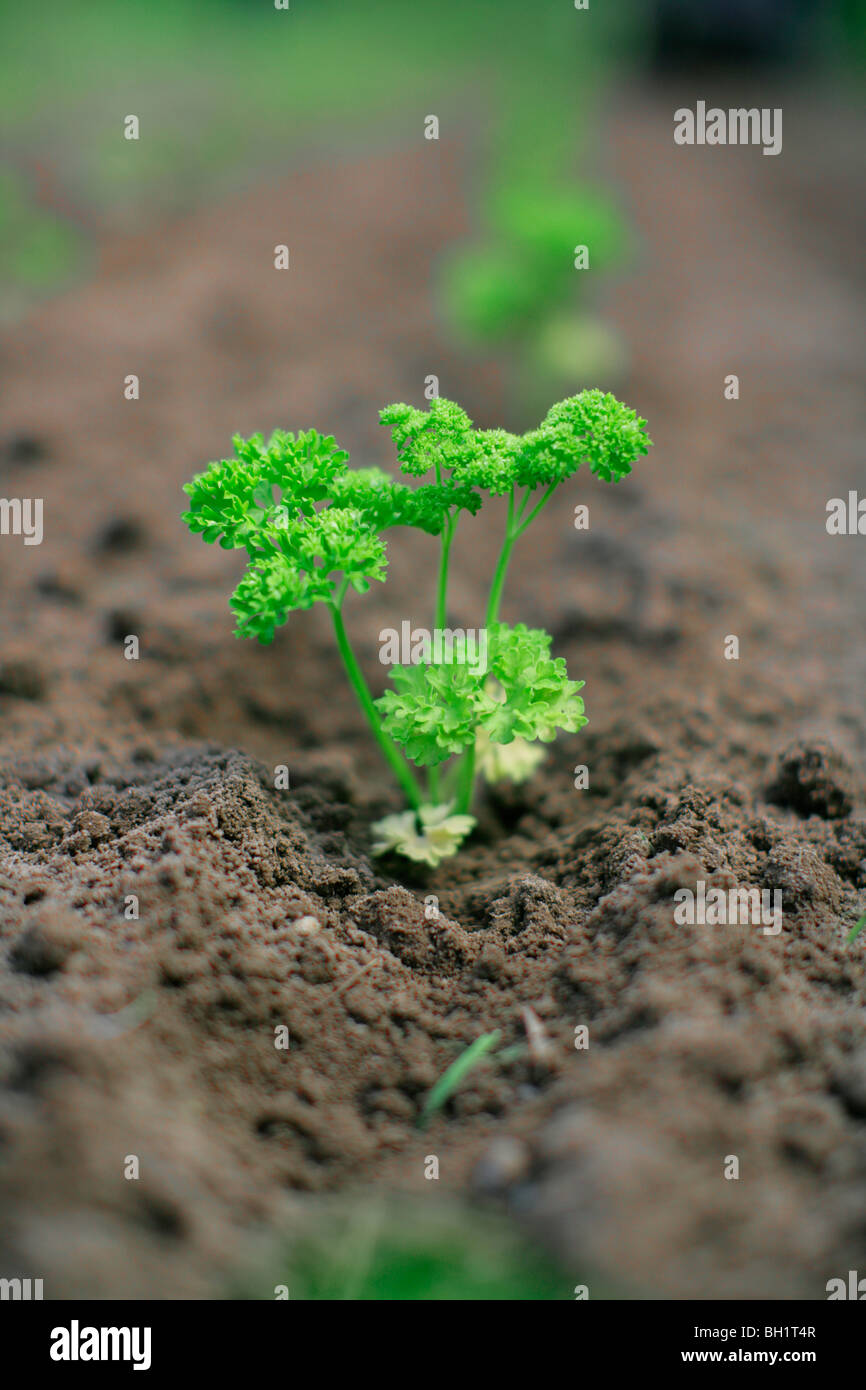 Parsley seedling hires stock photography and images Alamy