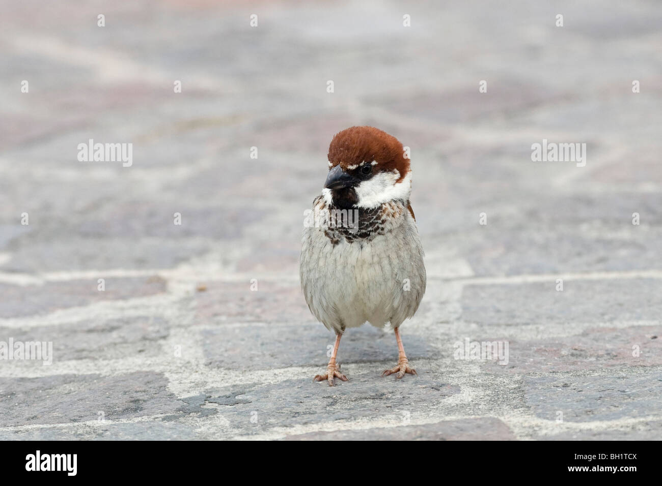 House Sparrow, male, Passer domesticus italiae, Italy Stock Photo