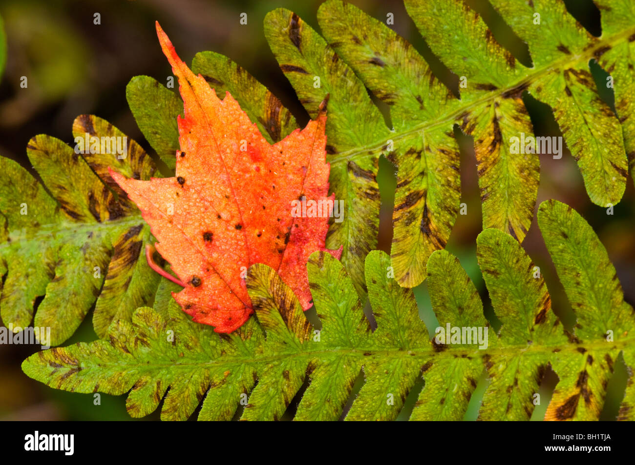 Fallen Red maple (Acer rubrum), leaf and bracken fern frond, Naughton, Ontario, Canada Stock Photo