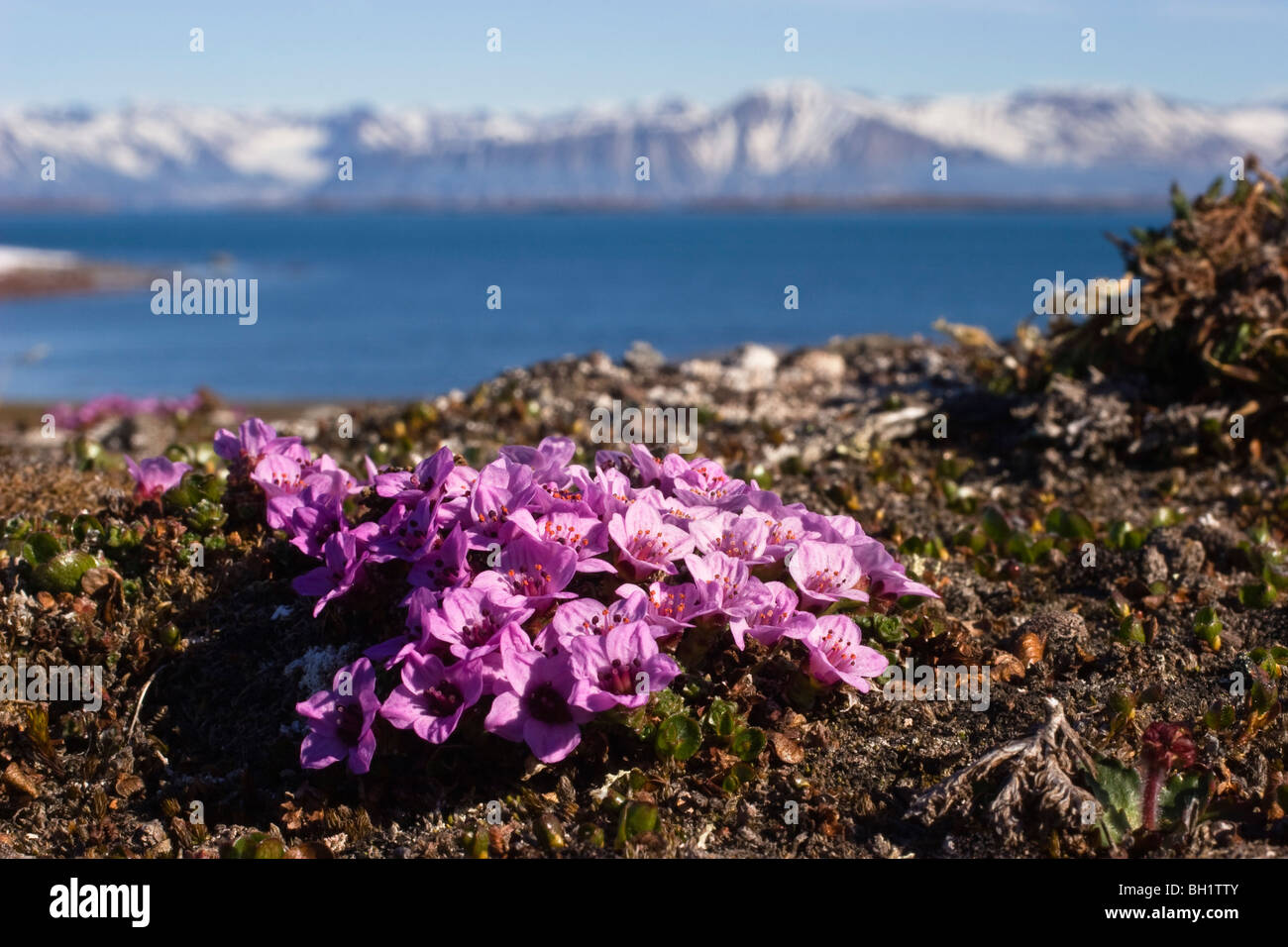 Purple Saxifrage, Saxifraga oppositifolia, Spitsbergen, Norway Stock Photo