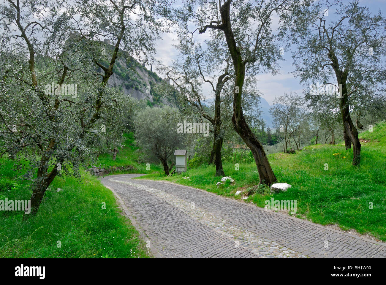 street through olive groove with Station of the Cross, Arco, Trentino, Italy Stock Photo