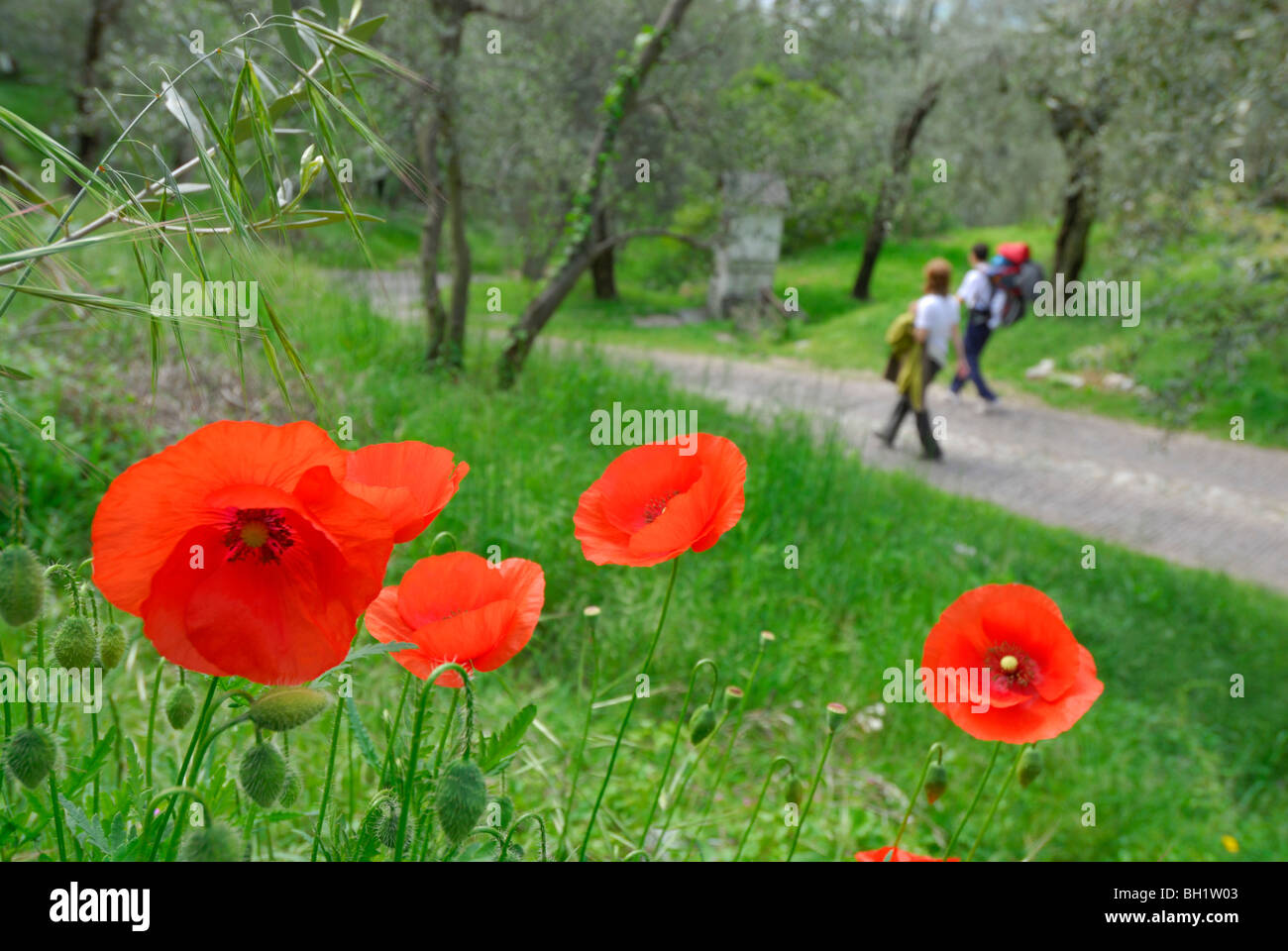 walkers on street through olive groove with Station of the Cross, flowering poppy in foreground, Arco, Trentino, Italy Stock Photo