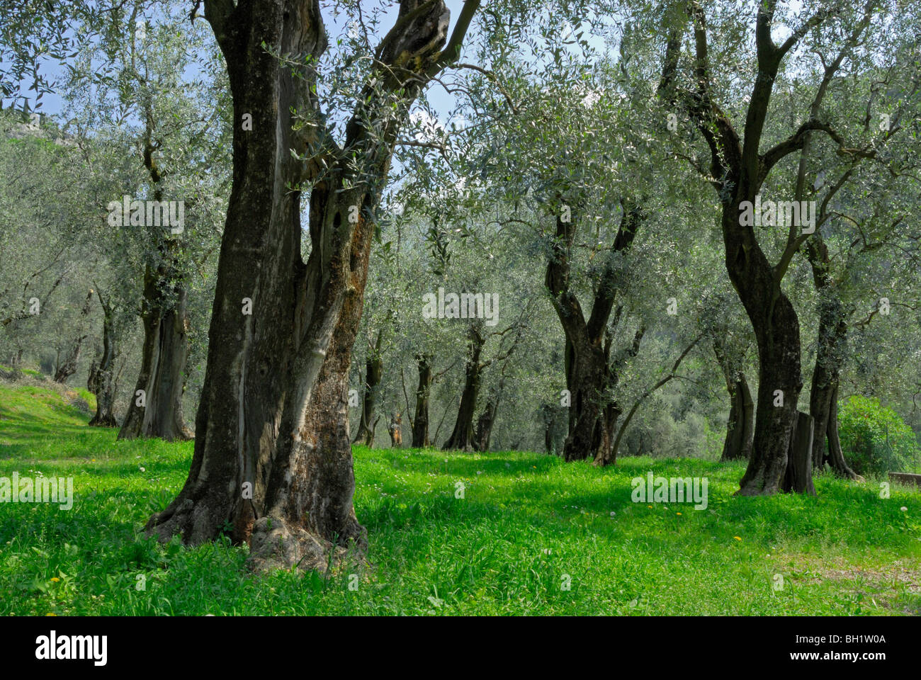 olive groove, Arco, Trentino, Italy Stock Photo