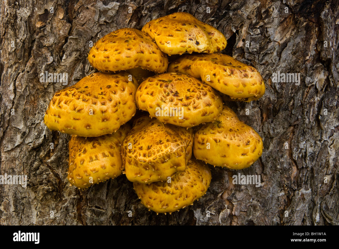 Mushroom cluster (Pholiota squarrosoides) on maple tree trunk, Sudbury, Ontario, Canada Stock Photo