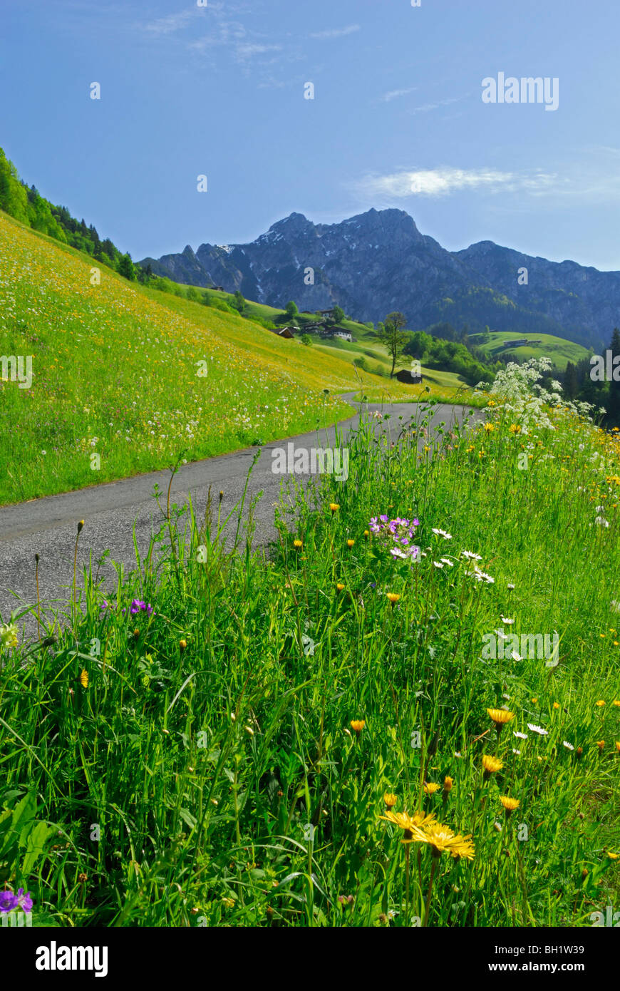 narrow street through spring pasture with mountains in background, Lofer, Berchtesgaden range, Salzburg, Austria Stock Photo