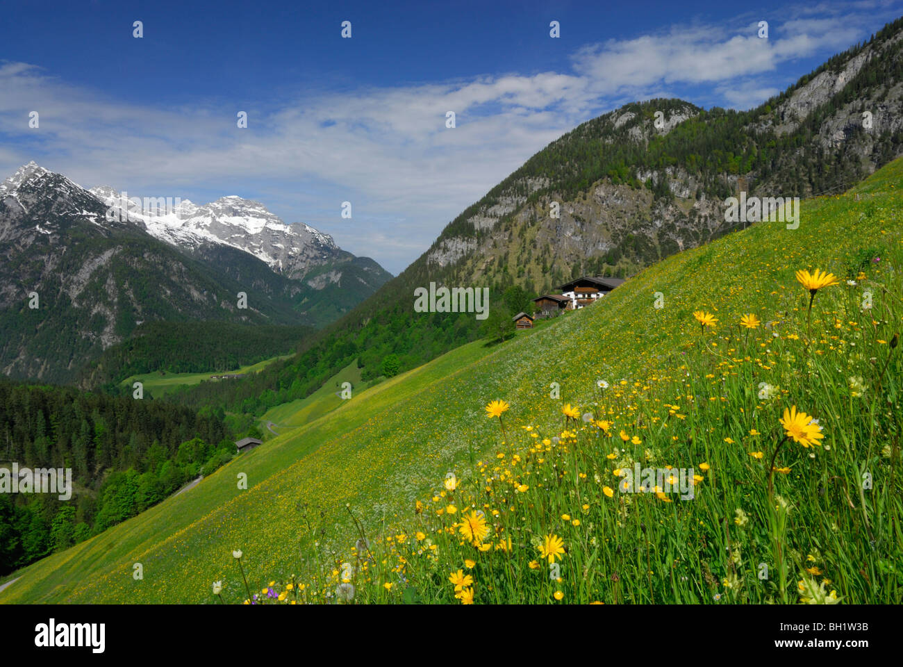 spring pasture with farm house and mountains in background, Lofer, Berchtesgaden range, Salzburg, Austria Stock Photo