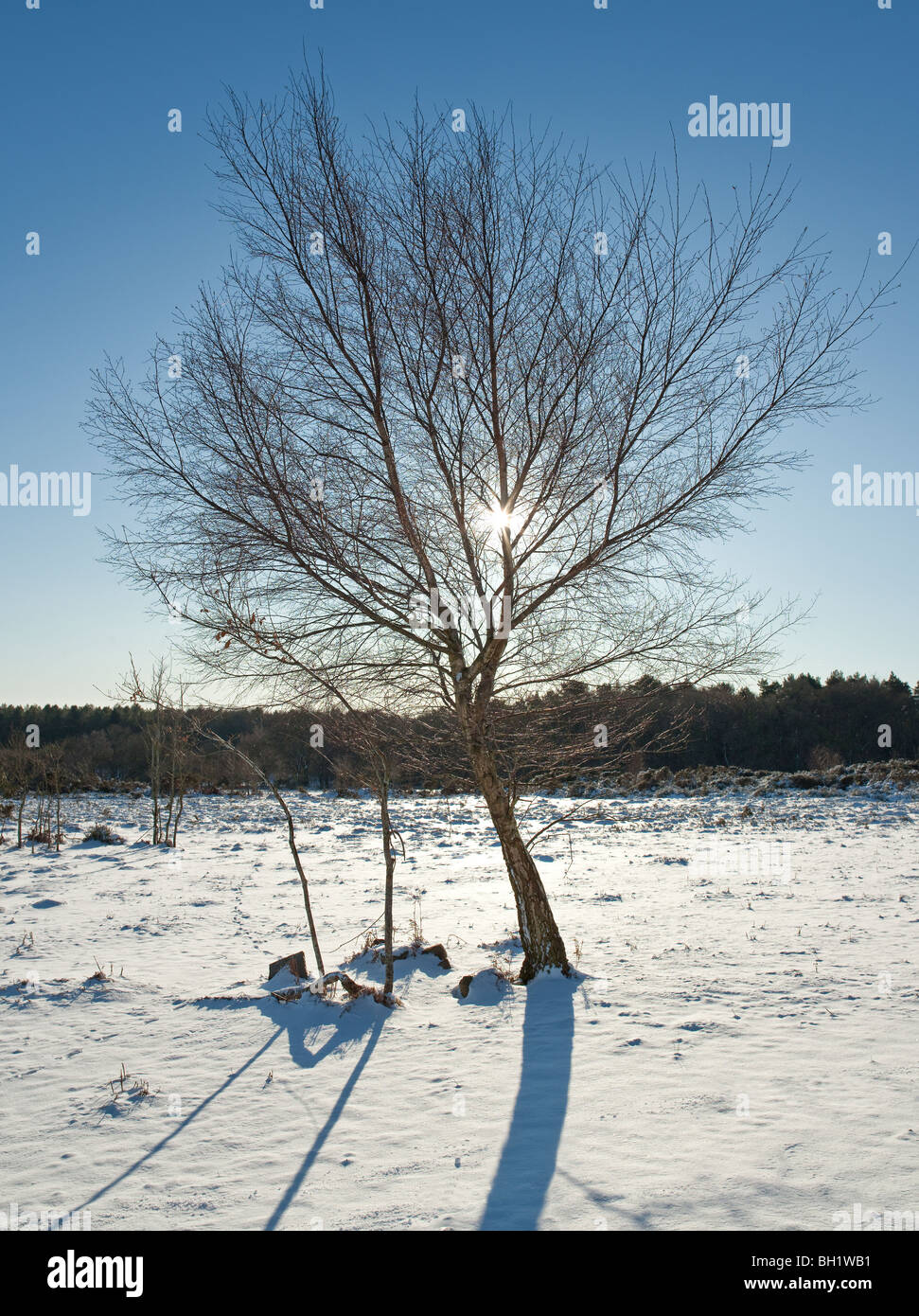 SILVER BIRCH TREE IN SNOW, TIDENHAM CHASE, GLOUCESTRESHIRE, ENGLAND UK. Stock Photo