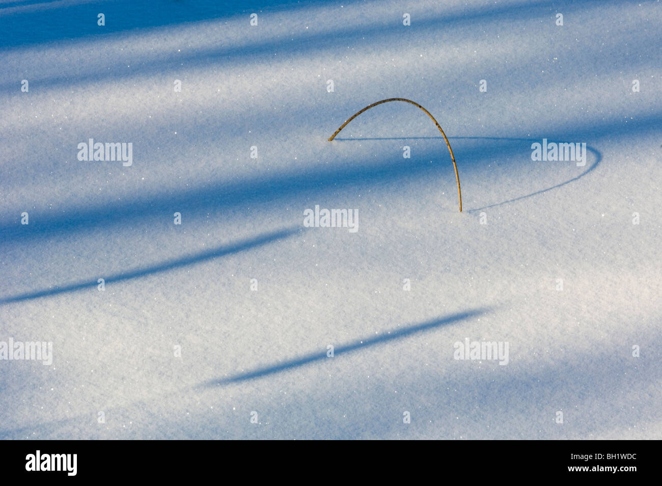 Cattail (Typha latifolia) shadows on snow, with bent bulrush at the edge of Kelly Lake, Sudbury, Ontario, Canada Stock Photo