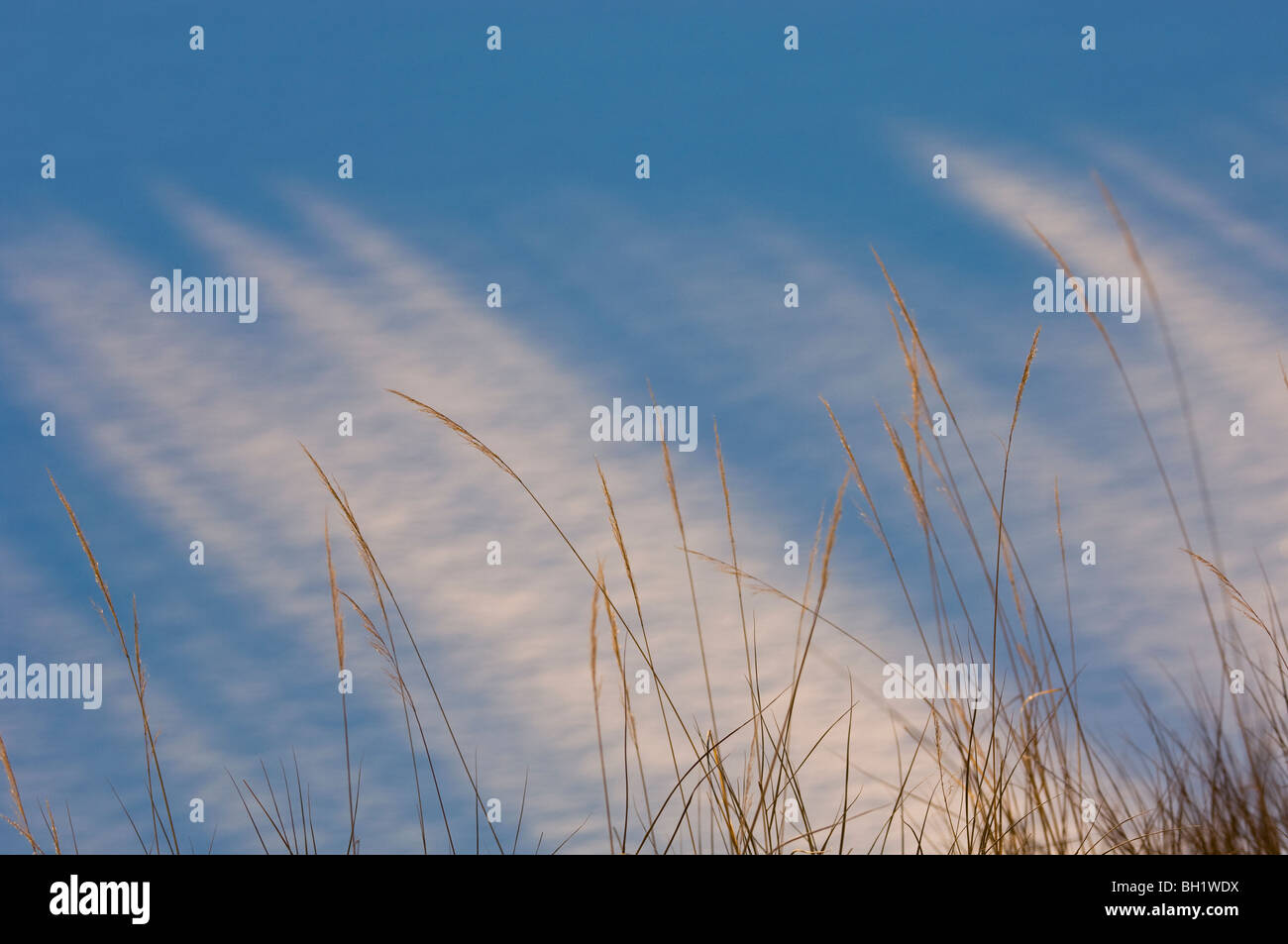 Marsh grasses at edge of channel in beaver pond, Sudbury, Ontario, Canada Stock Photo