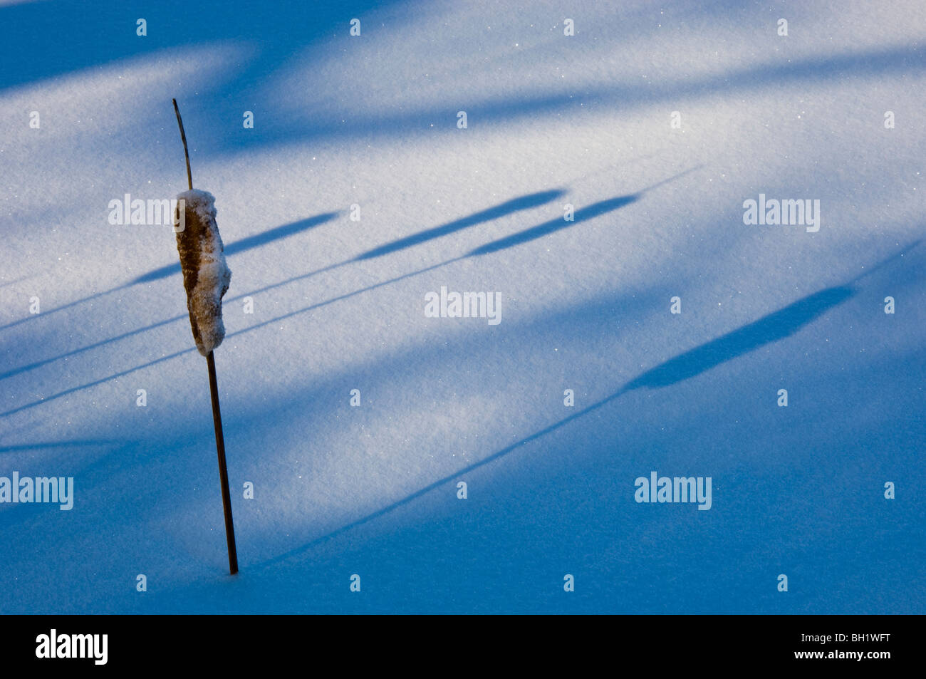 Cattail (Typha latifolia) shadows on snow, with bent bulrush at the edge of Kelly Lake, Sudbury, Ontario, Canada Stock Photo