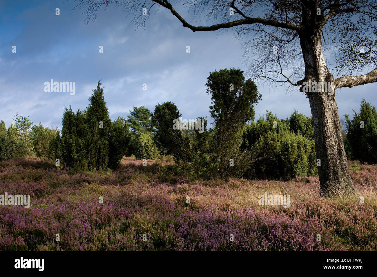 Trees And Heather Under Clouded Sky Luneburg Heath Lower Saxony Stock Photo Alamy