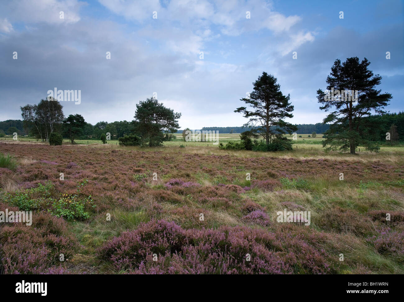Trees And Heather Under Clouded Sky Luneburg Heath Lower Saxony Stock Photo Alamy